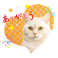 [LINEスタンプ] しずくねこ⑤
