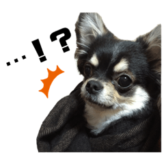 [LINEスタンプ] ちわわのとらちゃん