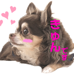 [LINEスタンプ] チワワのほんね