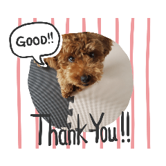 [LINEスタンプ] 犬好きが使う
