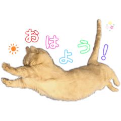[LINEスタンプ] ぶうの喜怒哀楽