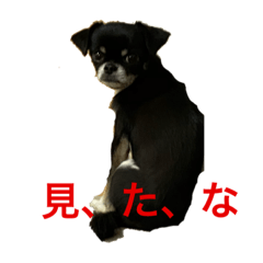 [LINEスタンプ] ぷっこま劇場