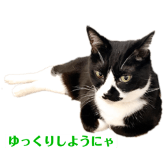 [LINEスタンプ] にゃんこ と ふく の日常