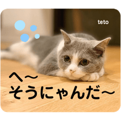 [LINEスタンプ] てとちゃん①
