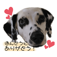[LINEスタンプ] ダルメシアン あずきちゃん