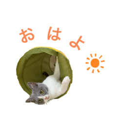 [LINEスタンプ] そらまる(トイプー×スコティッシュ)