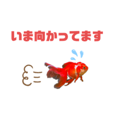 [LINEスタンプ] ベニシロ.Part4