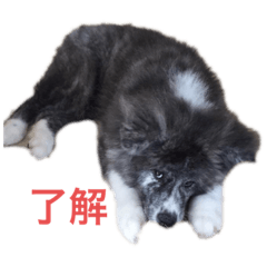 [LINEスタンプ] 秋田犬 五右衛門