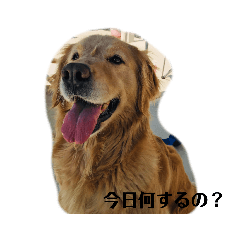 [LINEスタンプ] あんずのいる毎日