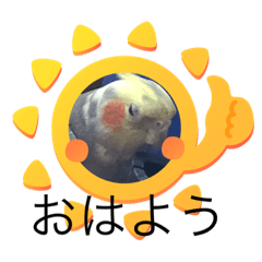 [LINEスタンプ] オカメインコの家族