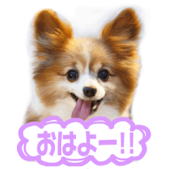 [LINEスタンプ] パピヨンのてんちゃん2