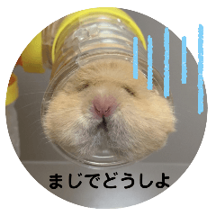 [LINEスタンプ] もこももファミリー