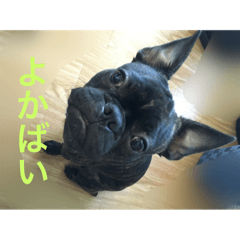 [LINEスタンプ] てつの日常生活3