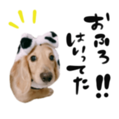 [LINEスタンプ] ダックスフンドのレオン君ー日常編ー