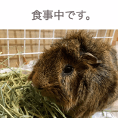 [LINEスタンプ] たわし様