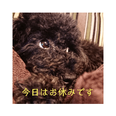 [LINEスタンプ] 敬語のくろぷースタンプ