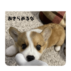 [LINEスタンプ] コーギー犬すず2