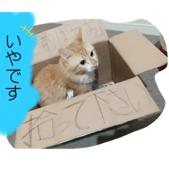[LINEスタンプ] あおちゃんのスタンプ！！