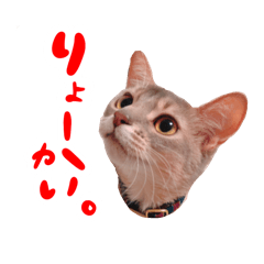 [LINEスタンプ] アビシニアン猫のリリーさん、返事スタンプ