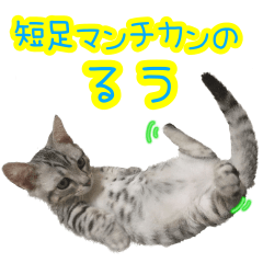 [LINEスタンプ] 短足マンチカンのるう