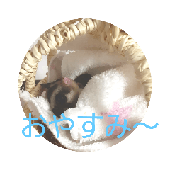 [LINEスタンプ] フクロモモンガ小春