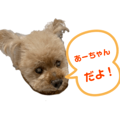 [LINEスタンプ] 元気な仔犬あーちゃん