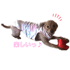 [LINEスタンプ] 私の愛犬チャムスタンプ