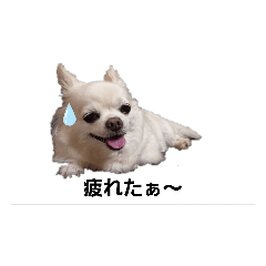 [LINEスタンプ] チワワのめろんさん