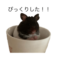 [LINEスタンプ] すーくんの日常。。