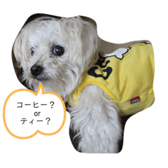 [LINEスタンプ] うさーず＆マロン