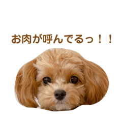 [LINEスタンプ] チャムさん4