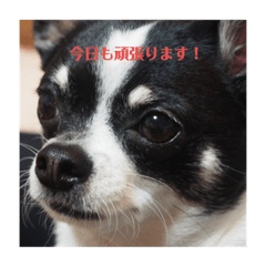 [LINEスタンプ] マロココのスタンプ