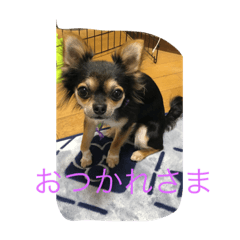 [LINEスタンプ] オヤツ大好きコロくん