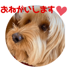 [LINEスタンプ] おとぼけルークのスタンプ3