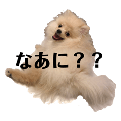 [LINEスタンプ] ポメラニアンAndyのLIFESTMPS ver.3