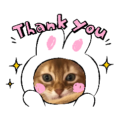 [LINEスタンプ] 身近なねこスタンプ1