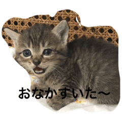 [LINEスタンプ] にゃんこオールスターズ