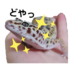[LINEスタンプ] レオパのほむらさん2。
