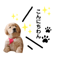 [LINEスタンプ] ゴールデンレトリバーカリンさん。その2