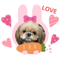 [LINEスタンプ] シーズーメッセージスタンプ