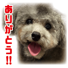[LINEスタンプ] オレオくん vol.1