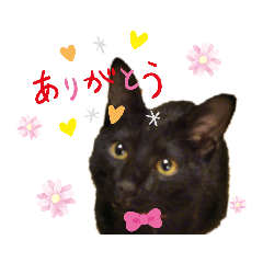 [LINEスタンプ] うちの黒猫ミーちゃん