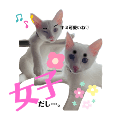 [LINEスタンプ] 白猫neko's〜日常編〜