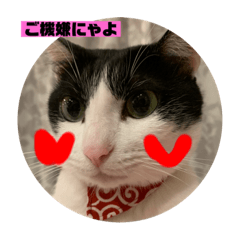 [LINEスタンプ] 山口家のアニマルズちおちゃん編