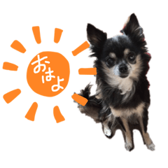 [LINEスタンプ] 大好きなプチ(チワワ)