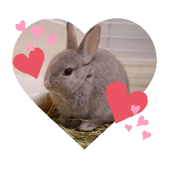 [LINEスタンプ] うさぎのみなと