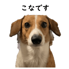 [LINEスタンプ] 犬のこなつスタンプ