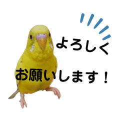 [LINEスタンプ] インコのロクちゃん