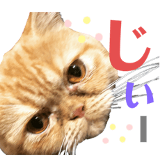 [LINEスタンプ] ましゅまろとびすけっとのすたんぷ。