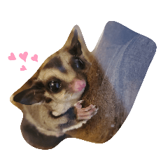 [LINEスタンプ] フクモモ風子の日常ฅ•ﻌ•ฅ①